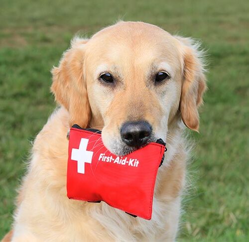 Golden Retriever holding a first aid pouch in its mouth outdoors