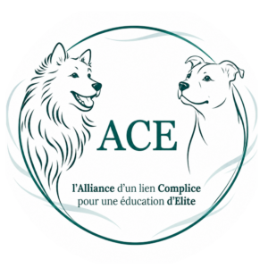ACE Dog Academy – 20 minutes