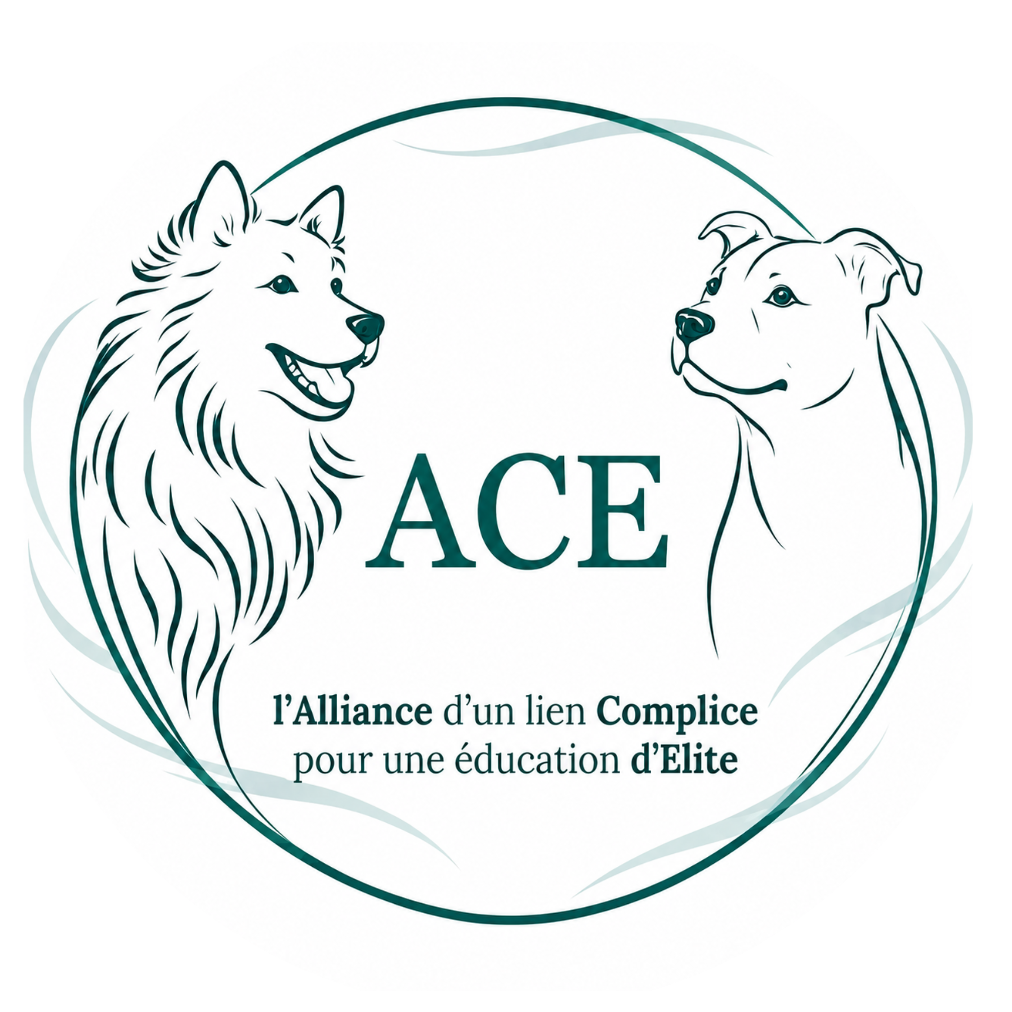 ACE Dog Academy – 20 minutes
