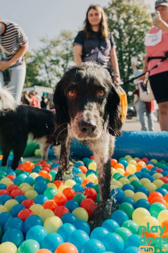 playdogs_run_festival_espace_detente-1 playdogs_run_festival_espace_detente-1
